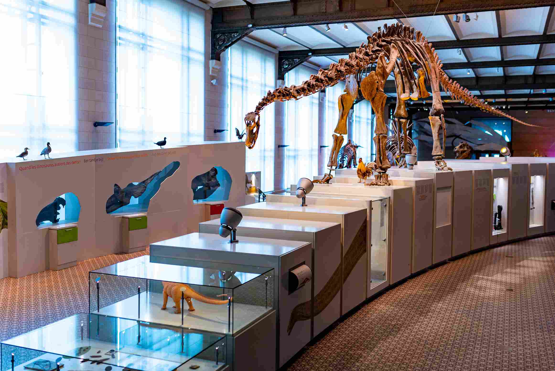 Picture of a dinosaur at museum.